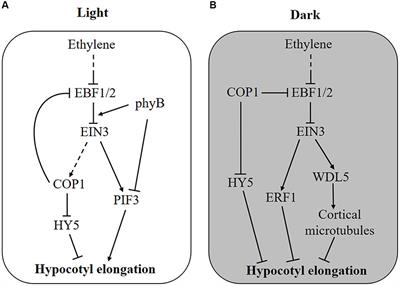 Integration of Ethylene and Light Signaling Affects Hypocotyl Growth in Arabidopsis